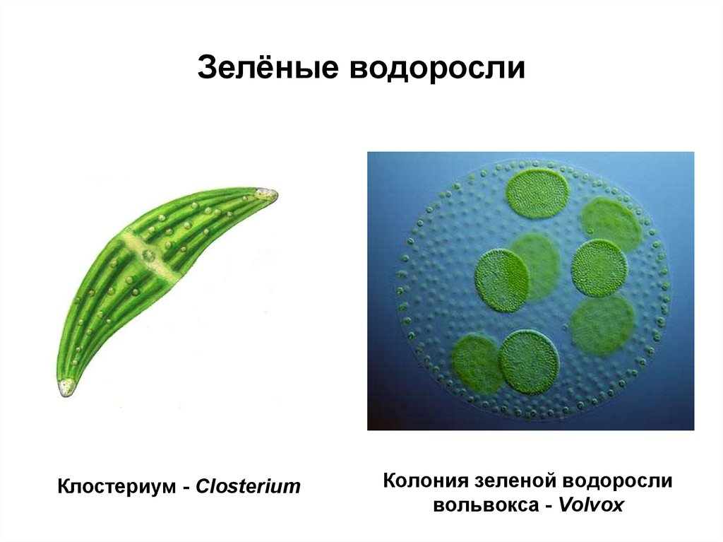 Отдел зеленые водоросли представители. Клостериум водоросль. Клостериум отдел зеленые водоросли. Зеленые водоросли вольвокс. Колониальные водоросли.