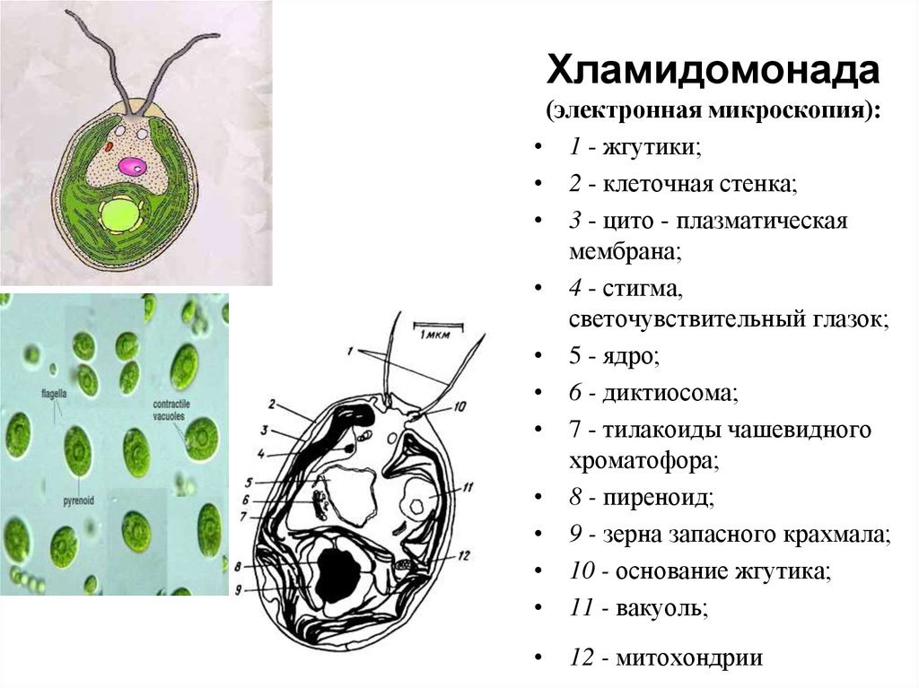 Выберите организм клетки. Органоиды хламидомонады рисунок. Хламидомонада клеточная стенка. Пиреноид у хламидомонады это. Чашевидный хроматофор у хламидомонады.