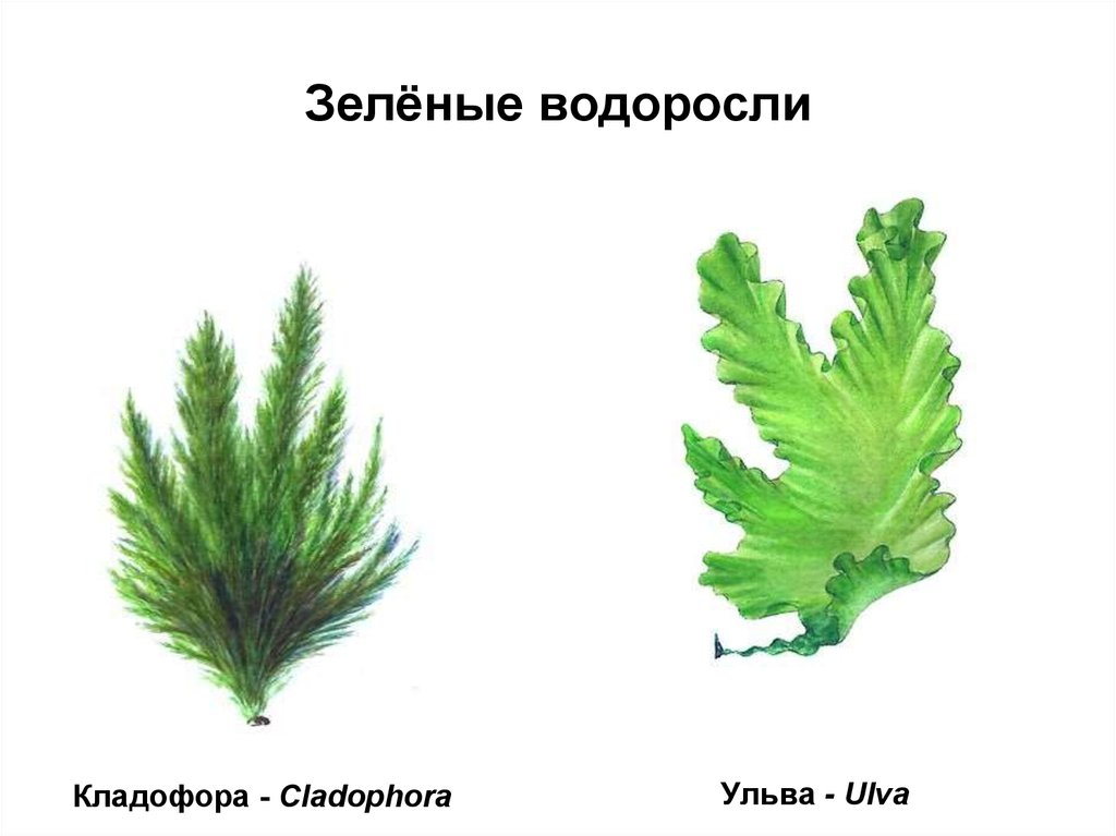 Представители водорослей. Ульва таллом. Зеленые водоросли Ульва строение. Ульва, нителла, кладофора. Ульва водоросль строение.