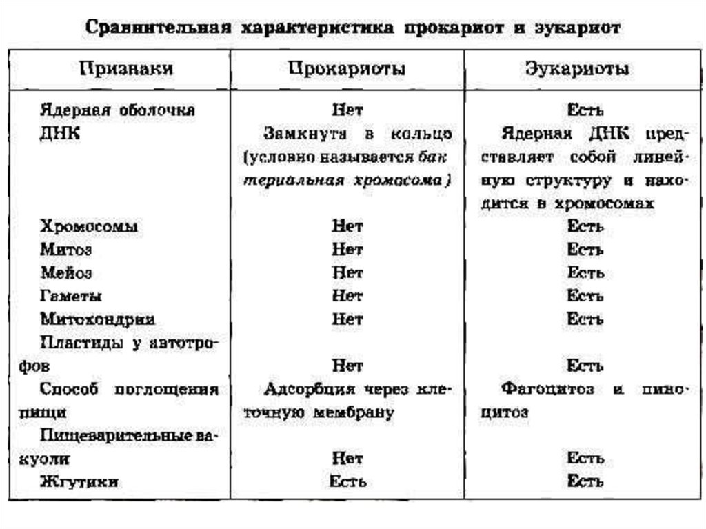 Свойства прокариотов. Строение и признаки прокариот и эукариот. Строение клетки прокариот и эукариот. Сравнение строения клеток эукариот и прокариот. Отличие прокариот от эукариот таблица.