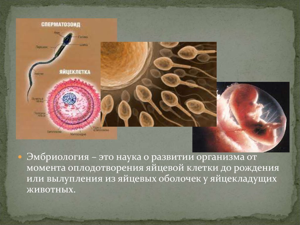 Образование полов. Строение половых клеток презентация. Оплодотворение эмбриология. Строение сперматозоида эмбриология. Момент оплодотворения.