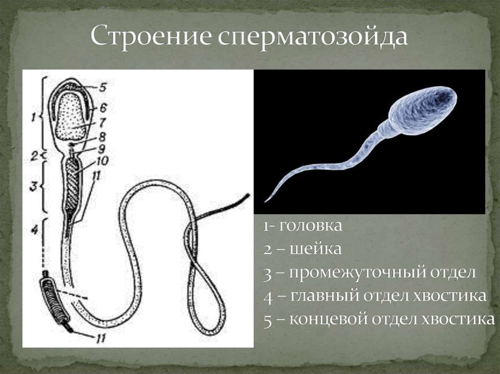Строение сперматозойда