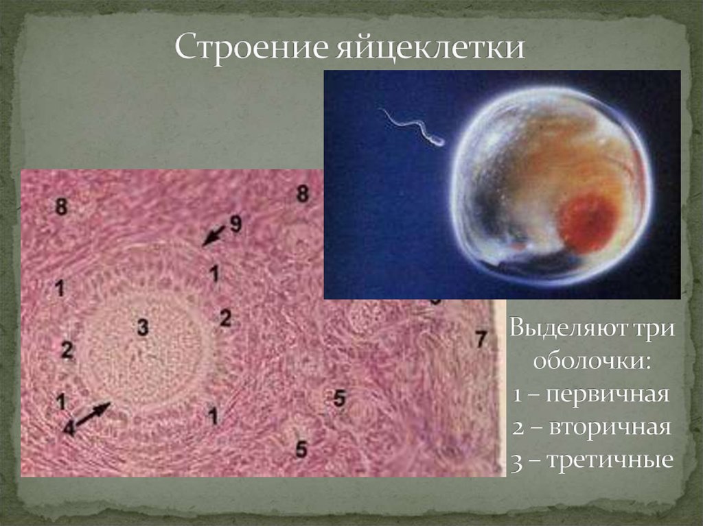 Яйцеклетка размер. Строение яйцеклетки. Строение яйцеклетки оболочки. Третичная оболочка яйцеклетки. Первичные вторичные и третичные оболочки яйцеклетки.