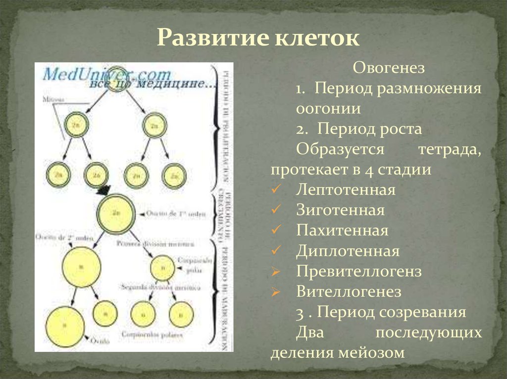 Развитие клетки это. Процесс развития клетки. Развитие клетки характеристика. Развитие клетки это определение. Развитие клетки 5 класс.