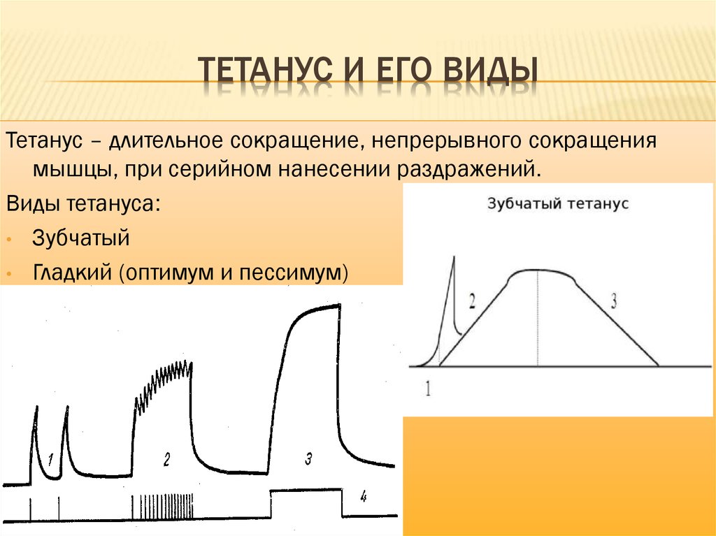 Тонус график