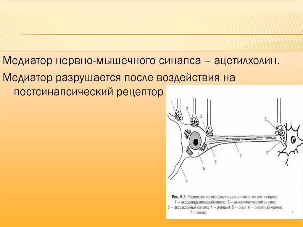 Мышечные синапсы примеры. Блокаторы нервно мышечных синапсов. Нервно мышечный синапс ацетилхолин. Медиатор нервно-мышечного синапса. Медиатором в нервно-мышечном синапсе является.