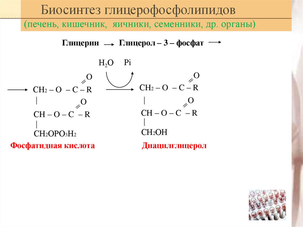 Синтез фосфолипидов схема