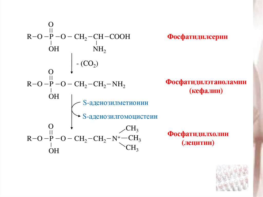 Приведите схему реакции превращения фосфатидилэтаноламина в фосфатидилхолин