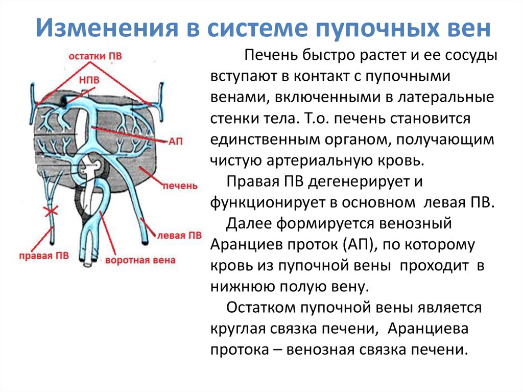 Развитие вен презентация