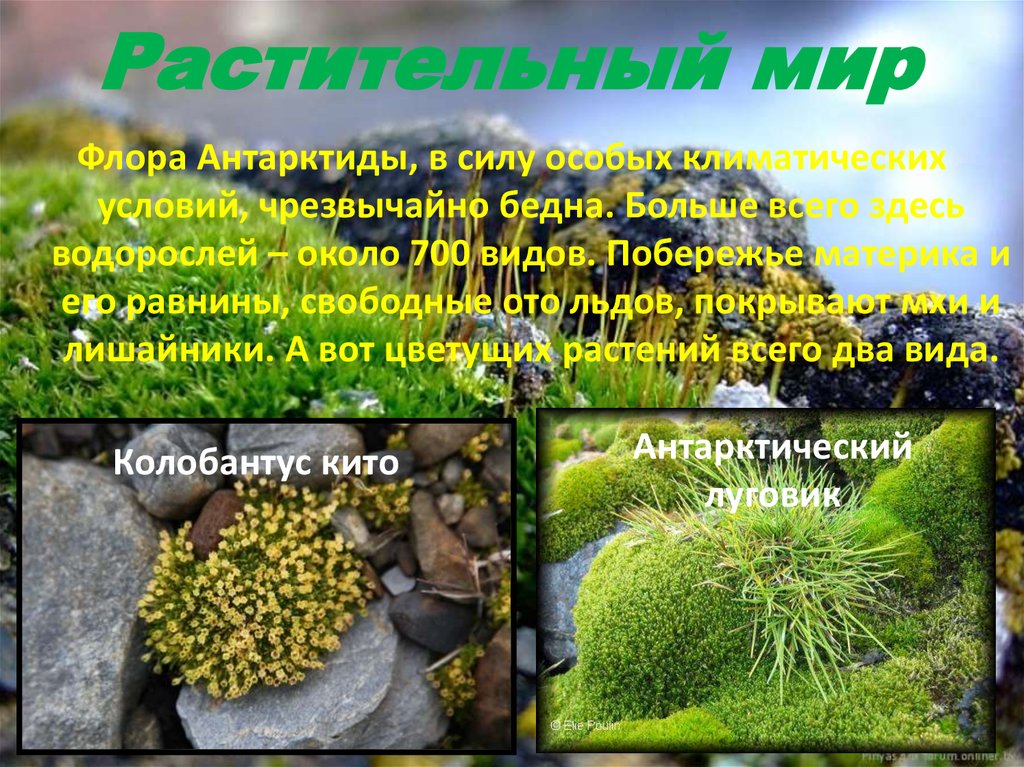 Растения на материке антарктида. Колобантус Кито и антарктический Луговик.. Колобантус Кито в Антарктиде. Колобантус Кито сообщение. Растения Антарктиды колобантус Кито.