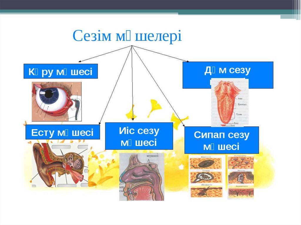 Дене мүшелері суреттер. Сезім мүшелері презентация. Сипап сезу мүшесі презентация. Сезим мушелери. Сезуу анализатору.