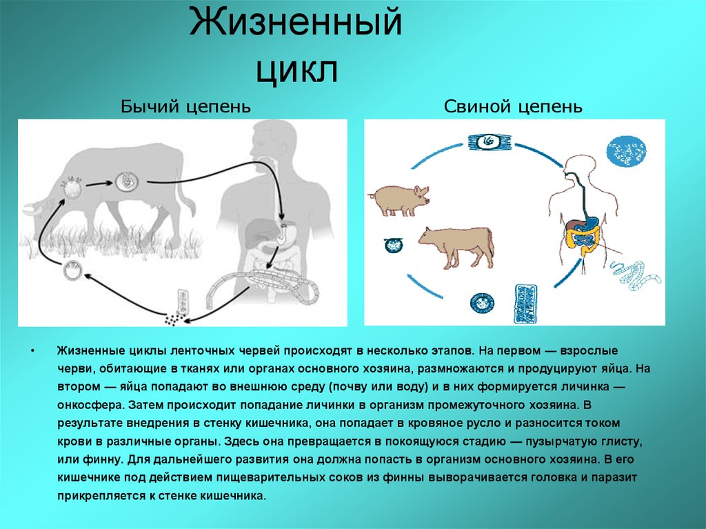 Жизненный цикл бычьего цепня начиная с яиц. Жизненный цикл бычьего цепня биология 7 класс. Схема жизненного цикла бычьего цепня схема. Жизненный цикл ленточного червя бычий цепень. Цикл развития бычьего солитера схема.
