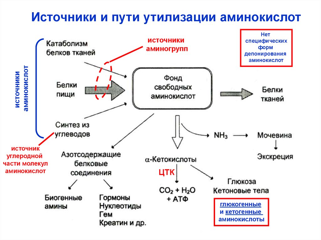 Общая схема источников и путей утилизации аминокислот в тканях