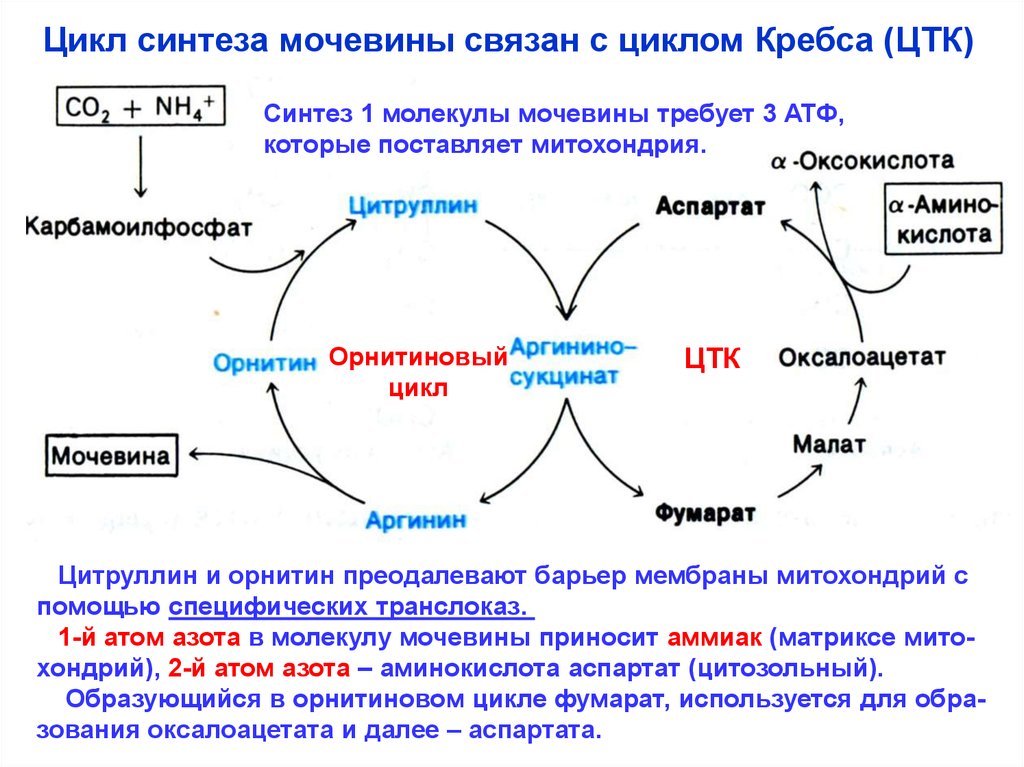 Реакции образования циклов. Орнитиновый цикл Синтез. Схема орнитинового цикла синтеза мочевины. Цикл мочевины и цикл Кребса. Орнитиновый цикл и ЦТК.