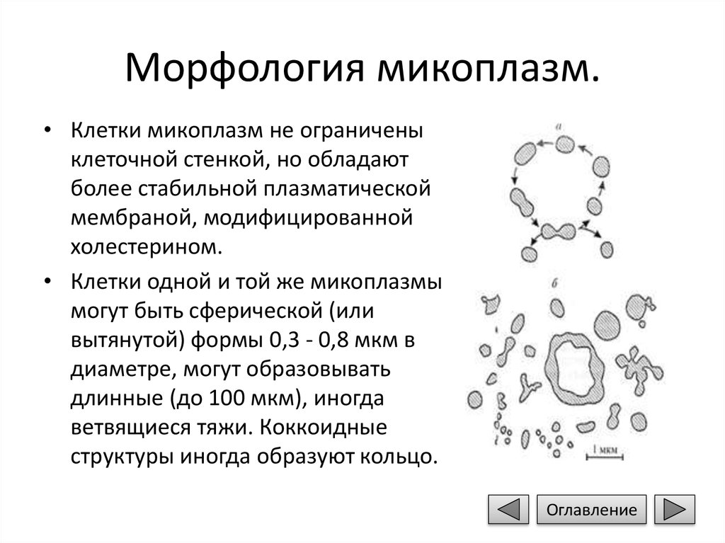 Хламидии и микоплазмы. Микоплазмы морфология. Схематическое строение клетки микоплазм. Микоплазм краткая характеристика. Морфология и строение микоплазм.