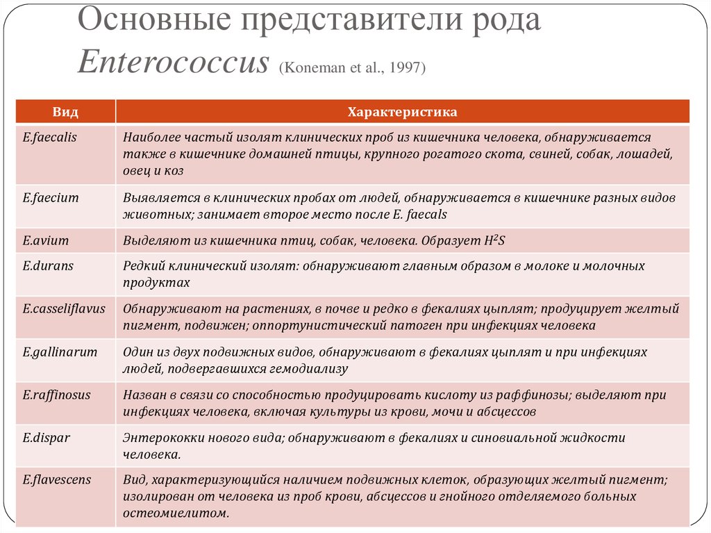 Основные представители. Энтерококки классификация. Энтерококки представители. Энтерококки род вид. Энтерококки классификация микробиология.