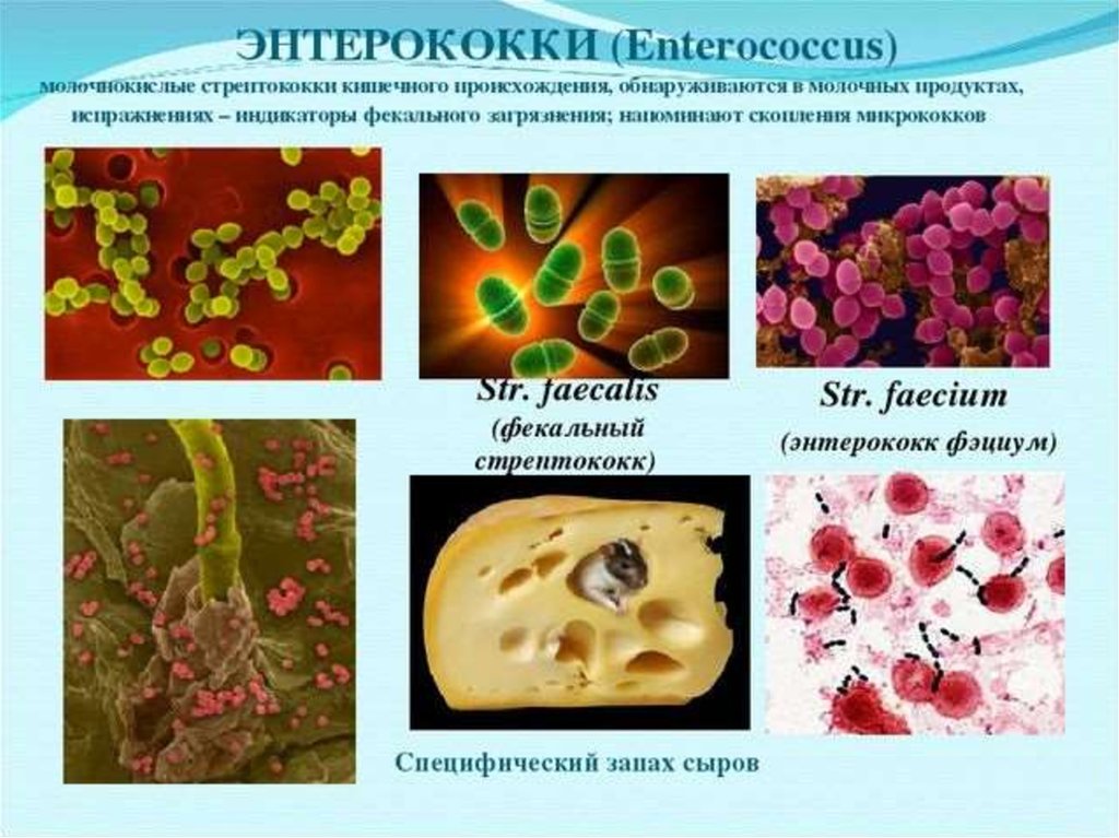 Стрептококки презентация микробиология