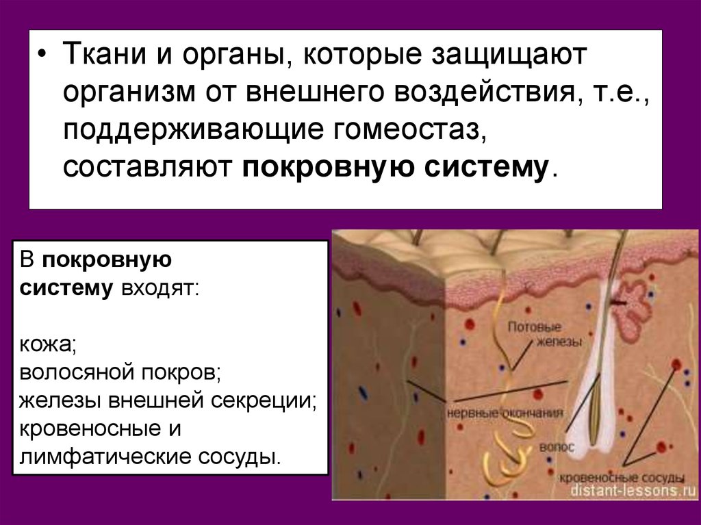 Вещество кожи. Строение покровной системы. Покровная система кожа. Система покровных тканей. Функции покровной системы человека.