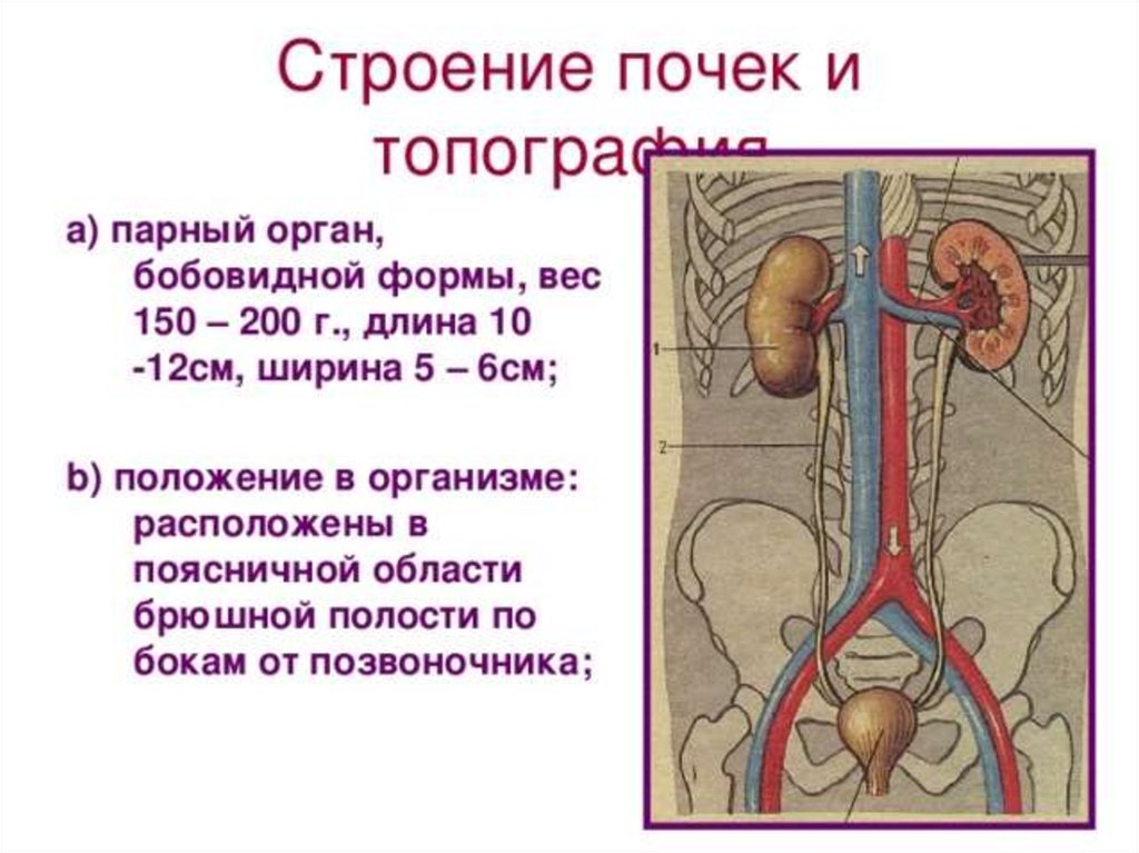 Покровная система какие органы