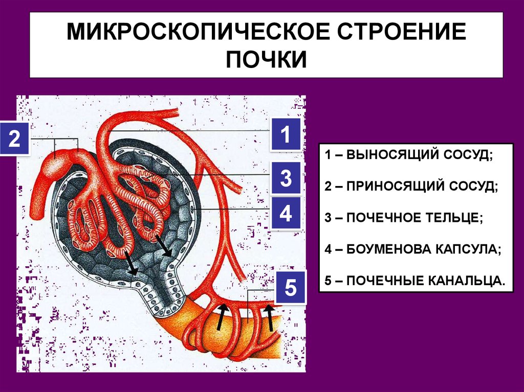 Микроскопическое строение почки схема