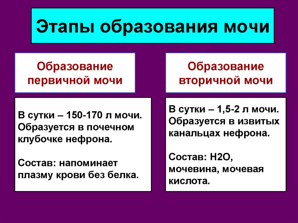 Отличие первичной. Этапы образования мочи. Этапы образования первичной мочи. Образование первичной и вторичной мочи. Этапы фазы образования мочи.