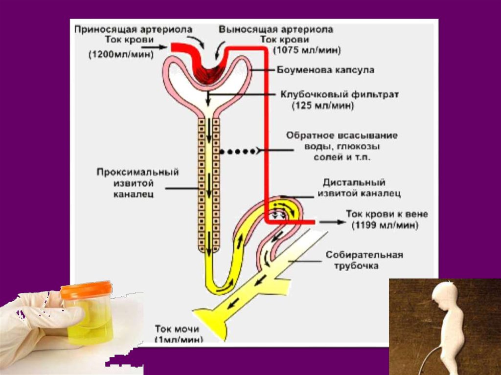 Образование мочи обратное всасывание