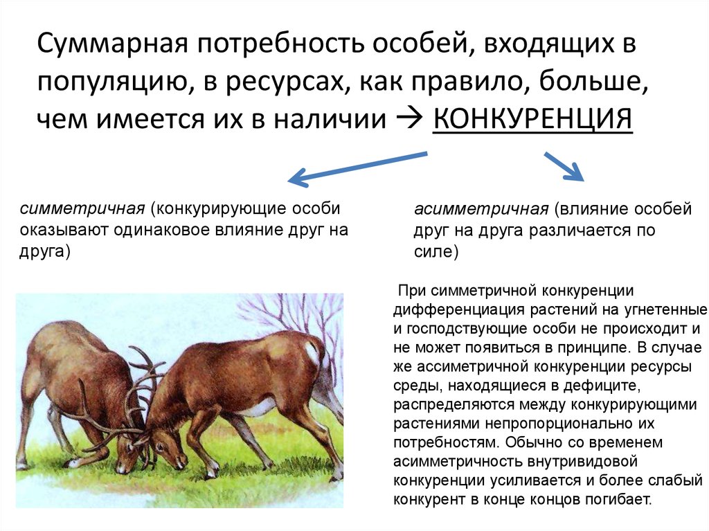 Особей животных. Видовое и внутривидовое разнообразие. Влияние внутривидовой конкуренции. Конкуренция за ресурсы в популяции. Лошадь внутривидовое или видовое разнообразие.