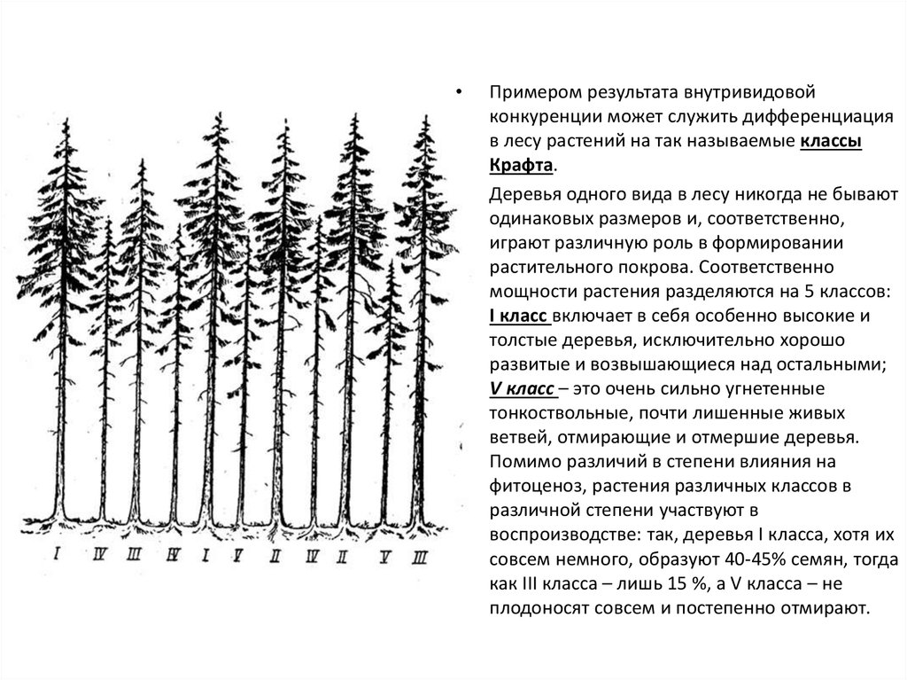 Конкуренция в лесу. Внутривидовая конкуренция среди растений. Конкуренция растений примеры. Межвидовая конкуренция примеры растений. Классы деревьев по крафту.