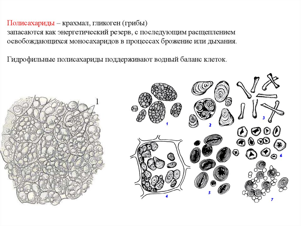 Крахмал в клетках животных