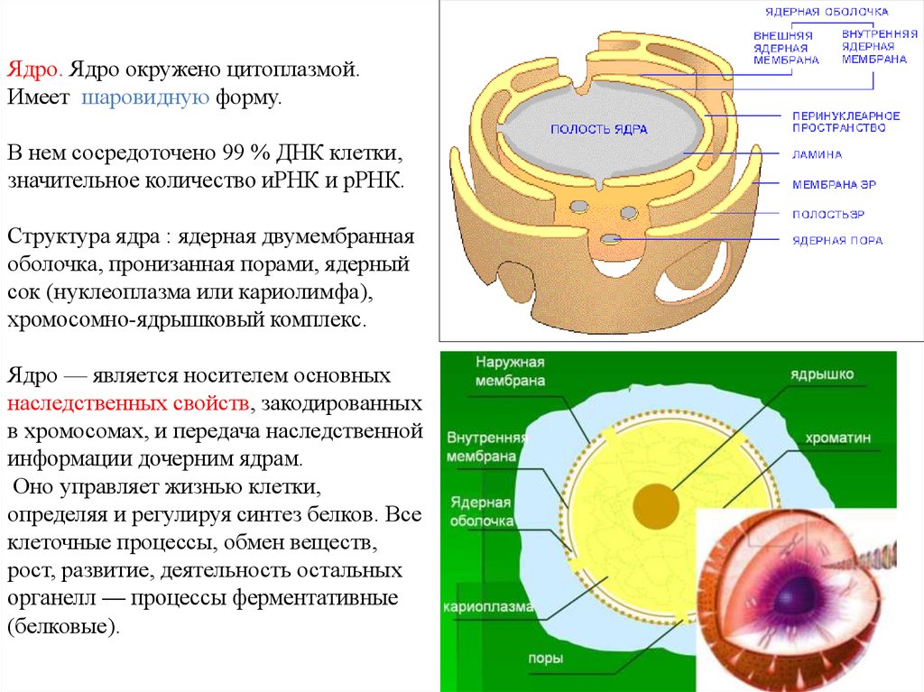 Роль в жизни клетки. Клетка клеточная оболочка цитоплазма ядро ядерная оболочка ядрышко. Строение ядра клетки кратко. Строение ядра клетки растения. Состав ядра клетки кратко.