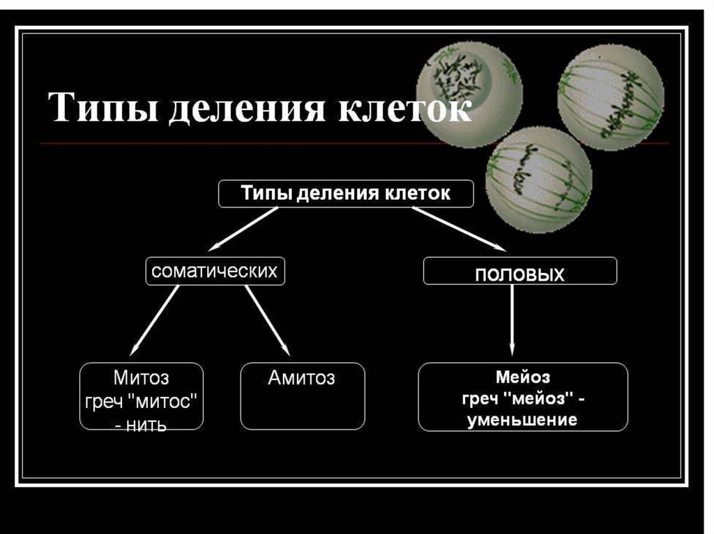 Определите тип деления. Типы деления соматических клеток. Митоз. Типы деления соматических и половых клеток. Митоз соматические клетки.