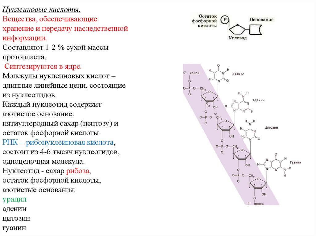 Хранение и передача наследственной информации. Нуклеиновые кислоты хранение и передача наследственной информации. Хранение наследственной информации нуклеиновые кислоты. Хранение и передачу наследственной информации обеспечивают. Одноцепочная нуклеиновая кислота.