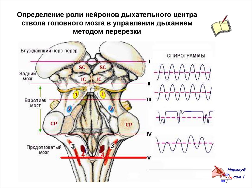 Центр дыхания в мозге. Дыхательные центры ствола головного мозга. Дыхательный центр ствола головного мозга схема. Локализация респираторных нейронов в стволе мозга схема. Дыхательный центр ствола мозга физиология.