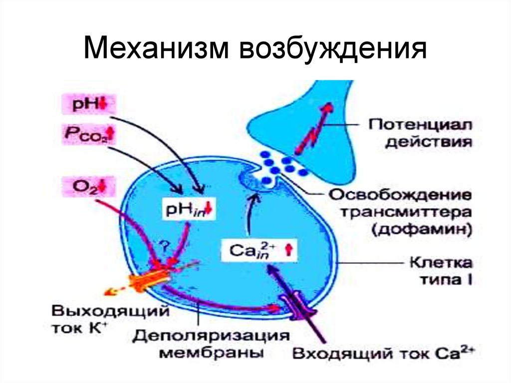 Механизм возбуждения. Механизм возбуждения рецепторов схема. Механизм возбуждения первичного рецептора. Механизм возбуждения слуховых рецепторов физиология. Механизм возбуждения первично чувствующих рецепторов.