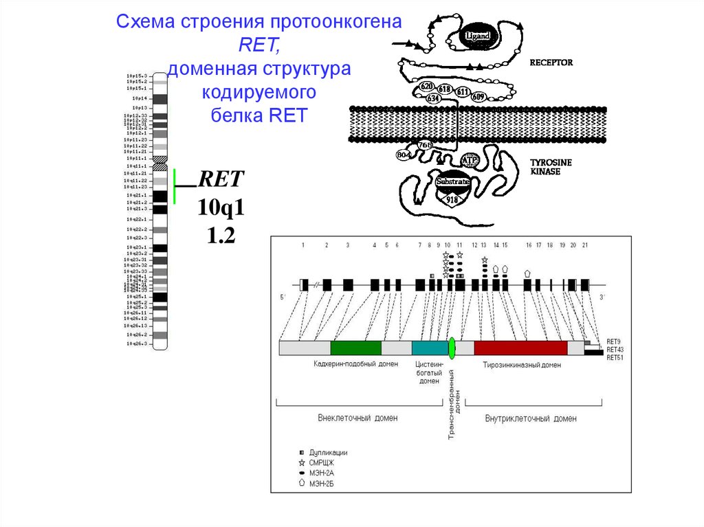 Ret solutru что это. Ген Ret. Ret протоонкоген. Исследование мутации Ret протоонкогена. Исследование мутации Гена Ret.