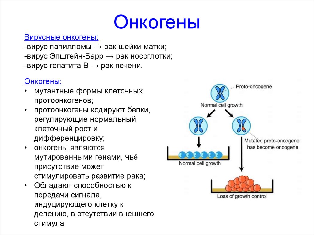 Каким номером на рисунке обозначена вирусная днк если на схеме изображен цикл ретровируса