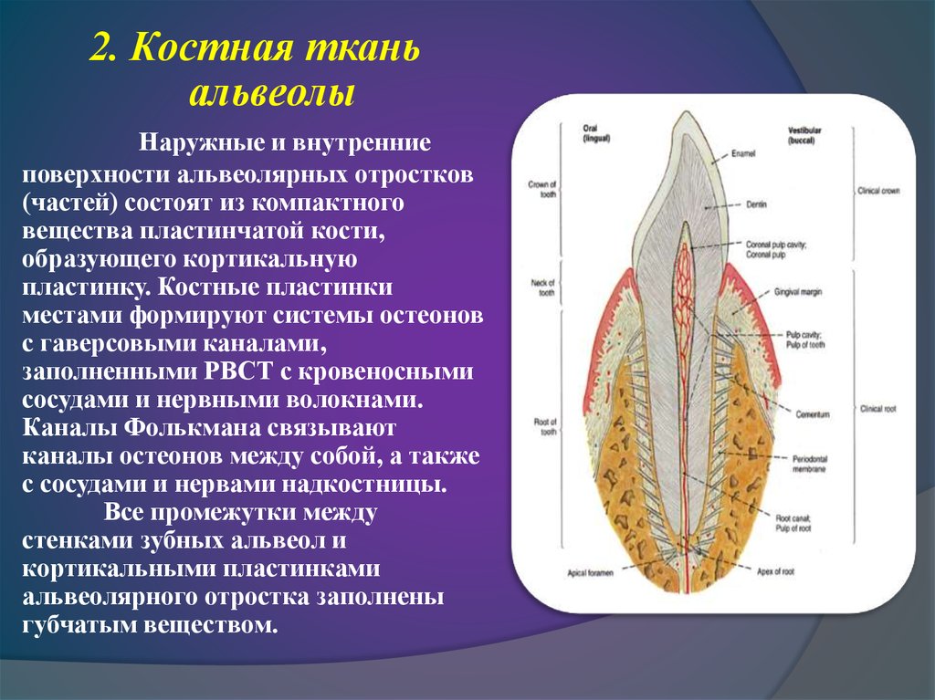 У кита альвеолярные легкие. Зубная альвеола строение. Альвеолярная кость зуба строение. Строение костной альвеолы. Строение зуба костная альвеола.