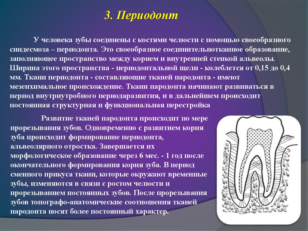 Костная основа полости рта. Периодонт зуба гистология. Строение периодонта. Строение периодонта зуба.