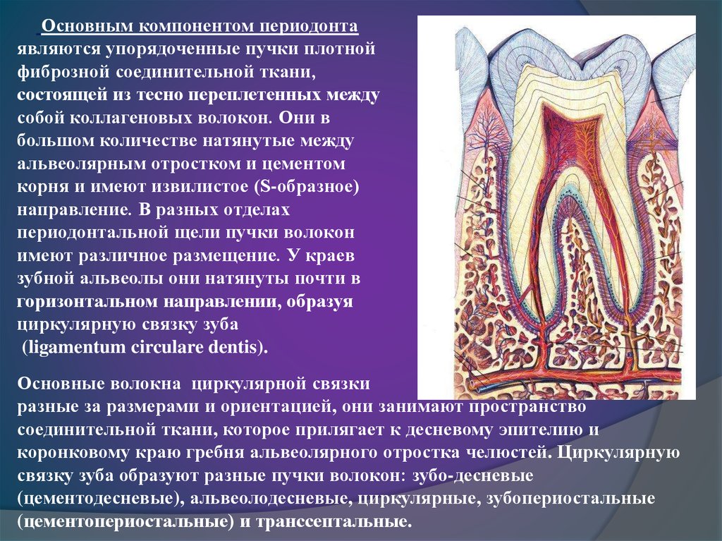 Костная основа полости рта. Строение периодонта зуба гистология. Строение периодонта волокна. Строение пародонта гистология. Периодонт строение связки.