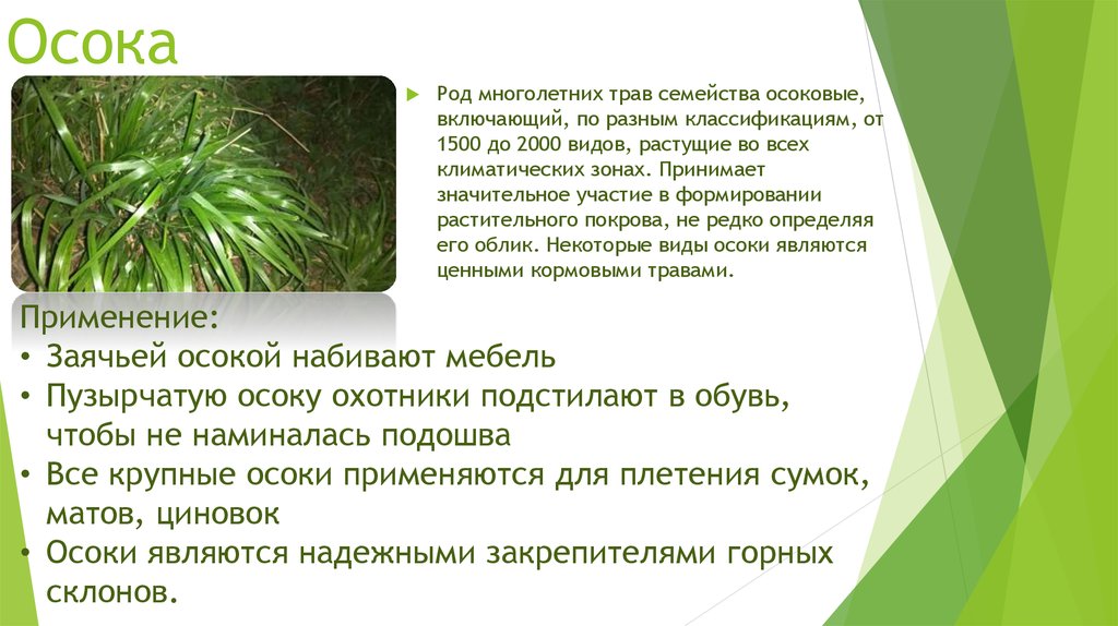 Траву ударение. Осока описание растения. Осока описание для детей. Осока описание растения для детей. Осока презентация.