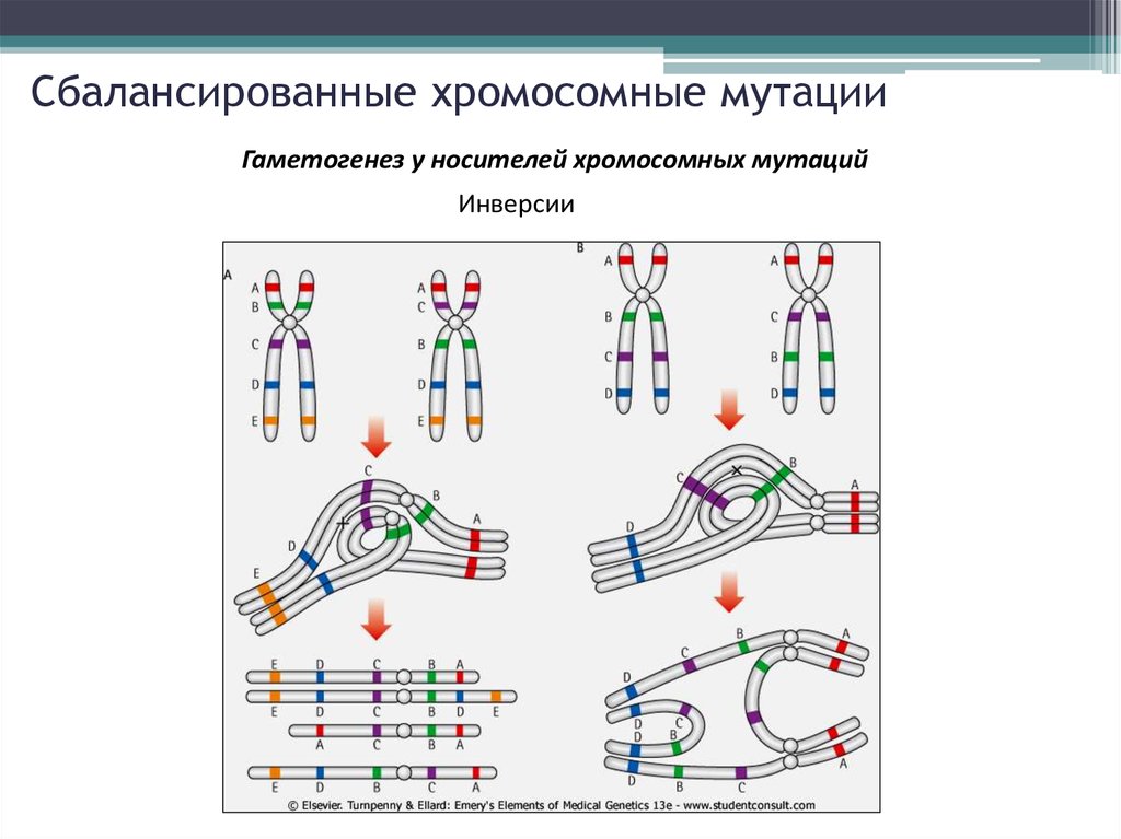 Изучение хромосомного набора организма