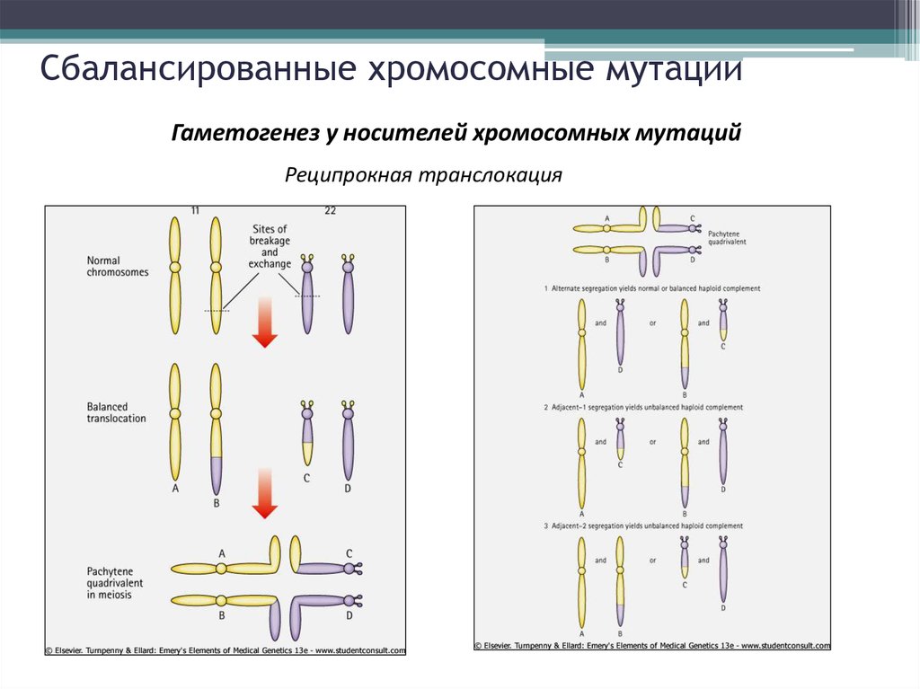 Хромосомные мутации методы генетики. Сбалансированные хромосомные мутации. Типы хромосомных аберраций. Типы сбалансированных хромосомных аберраций. Сбалансированные хромосомные аберрации.