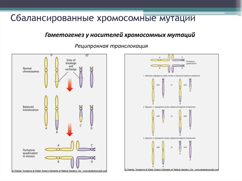 Хромосомная мутация презентация