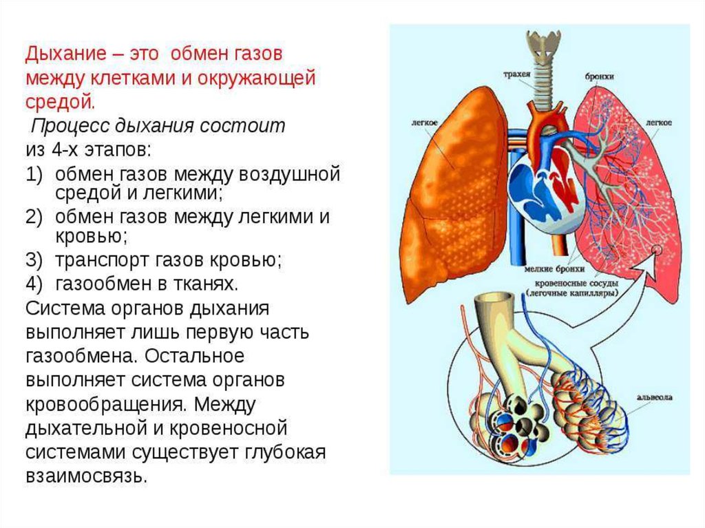 Принимая легкие. Как осуществляется процесс дыхания. Процесс дыхания у человека схема. Последовательность этапов процесса дыхания. Как осуществляется процесс дыхания ОБЖ.