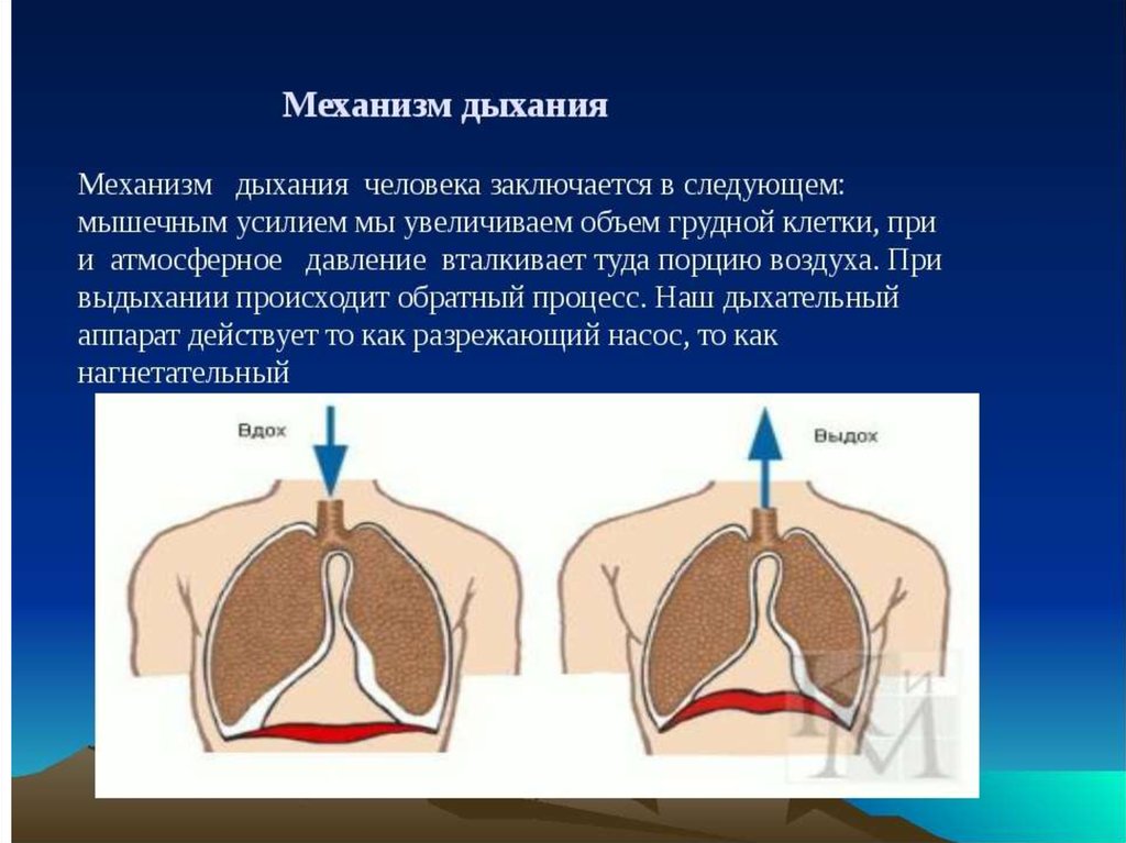 Схема акта дыхания