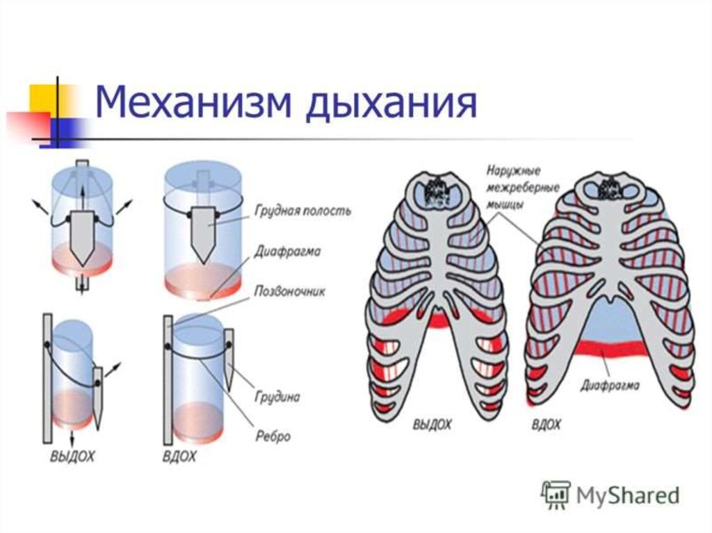 Схема вдоха и выдоха