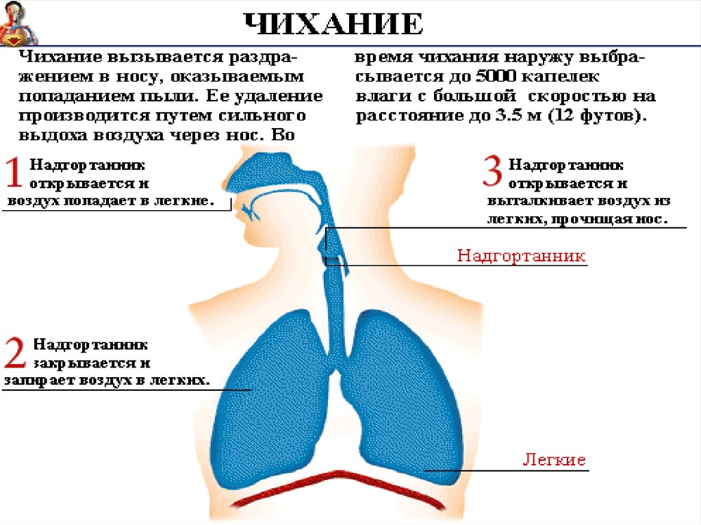 Дыхание при сильном кашле. Причины чихания кашля. Механизм чихания. Механизм чихания и кашля.