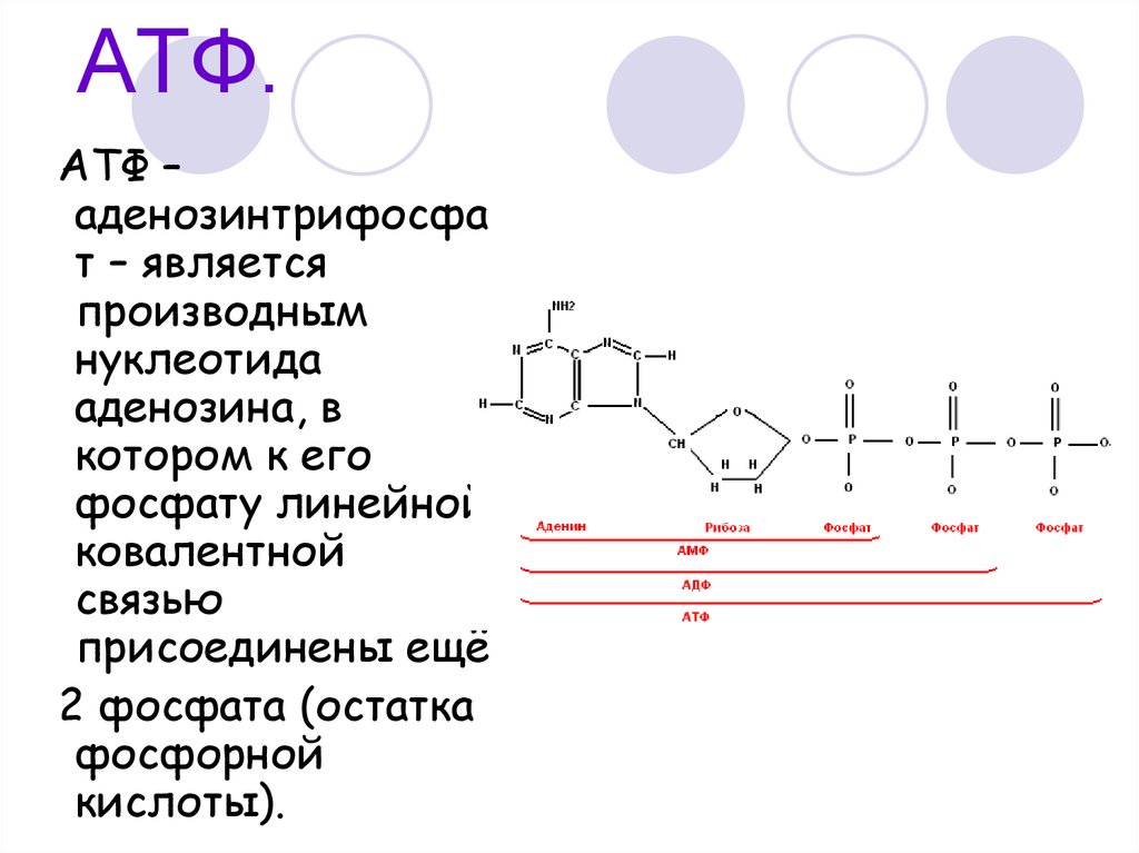 Синтез атф кислоты