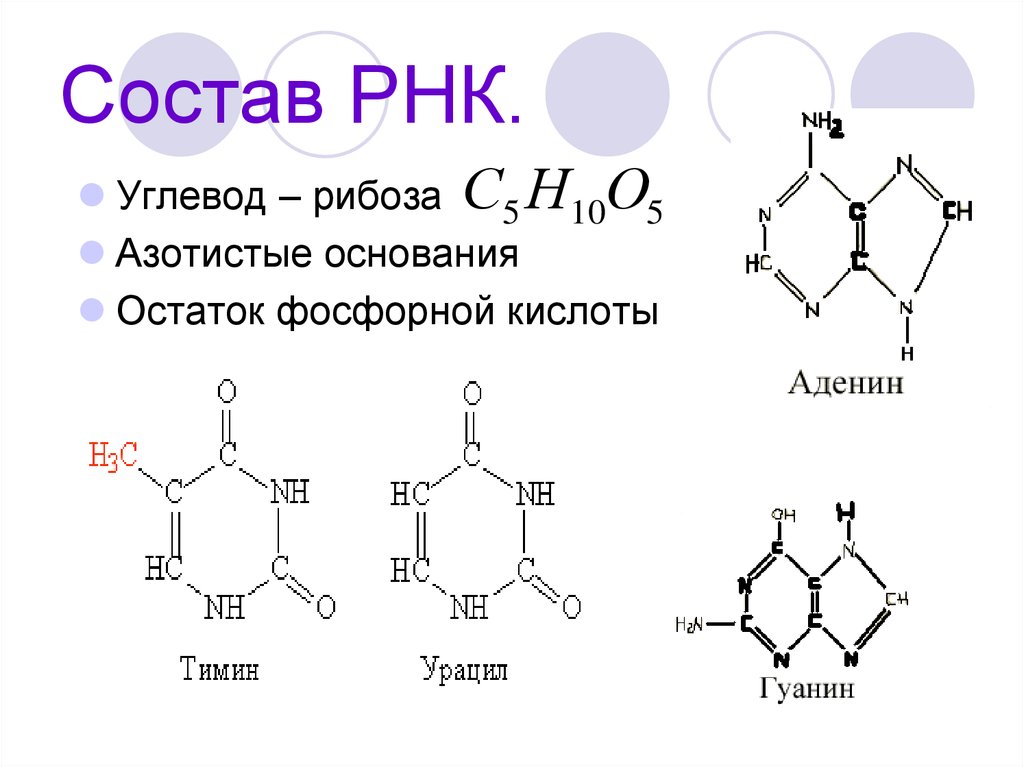 Схема строения какого вещества изображена на рисунке азотистое основание рибоза