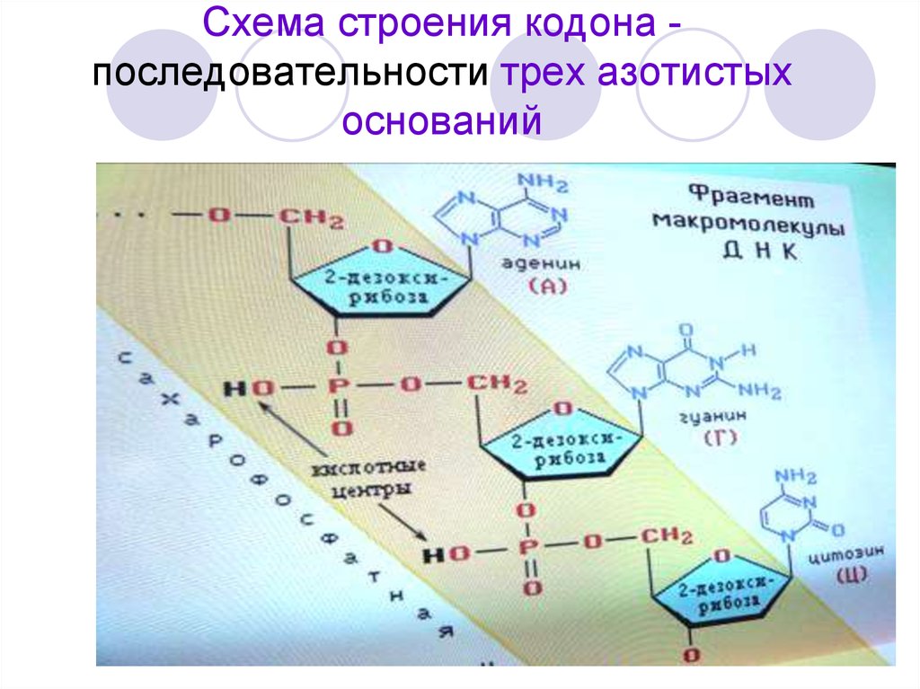 Определенной последовательностью трех. Строение кодона. Последовательность азотистых оснований. Строение кодона схема. Последовательность из 3 азотистых оснований.